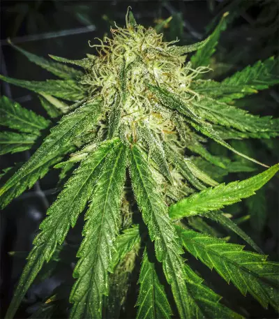 Gorilla Bomb (Bomb Seeds) Cannabis-Samen