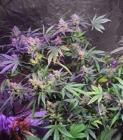 Gorilla (GG#4 Original Glue) (Expert Seeds) Cannabis-Samen