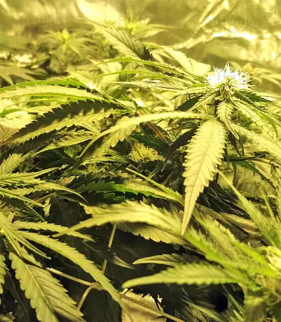 Kripple Roulette (Dr. Krippling Seeds) Cannabis-Samen