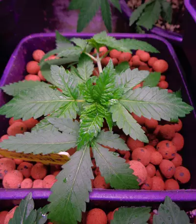 Kritikal Bilbo CBD (Genehtik Seeds) Cannabis-Samen