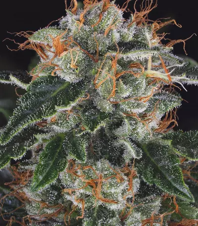 M.O.B. (T.H. Seeds) Cannabis-Samen