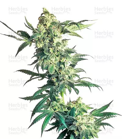 Northern Lights regular (Sensi Seeds) Cannabis-Samen