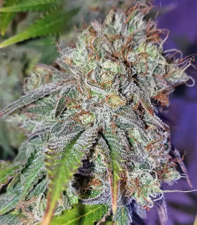 Original Bruce Banner regular (Dark Horse Genetics) Cannabis-Samen