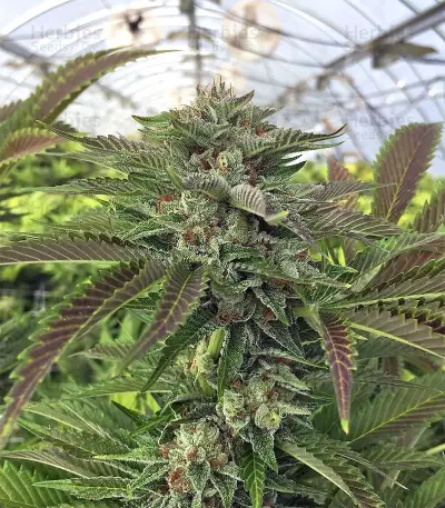 Original Bruce Banner regular (Dark Horse Genetics) Cannabis-Samen