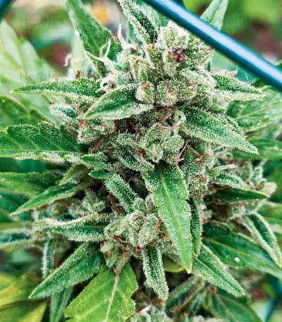 Santa Marta Haze Autoflower (Seedstockers) Cannabis-Samen