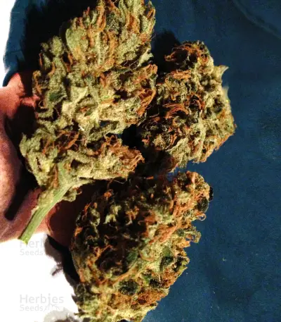 Skywalker Kush (Reserva Privada) Cannabis-Samen