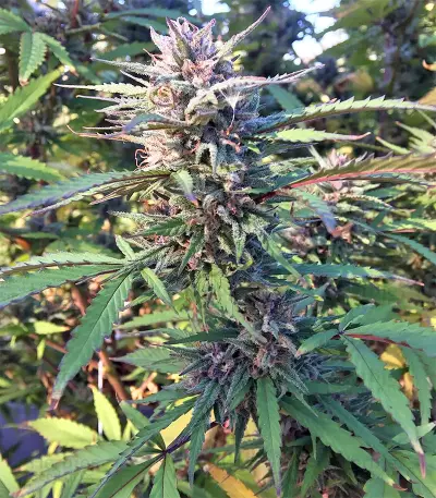 Strawberry Banana (Big Head Seeds) Cannabis-Samen