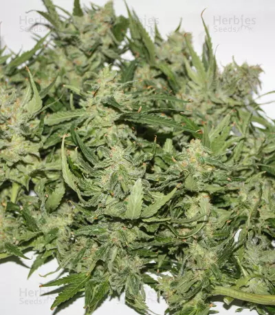 Sugar Black Rose Early Version feminisiertes Saatgut (Delicious Seeds)