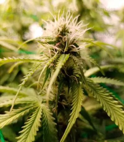 Super Critical Auto (GHS) Cannabis-Samen