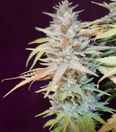 Sweet ZZ (Sweet Z) (RQS) Cannabis-Samen