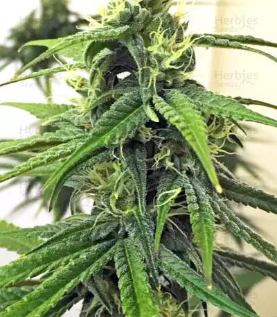Thai Chi (Ace Seeds) Cannabis-Samen