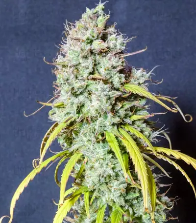 Wedding Cheesecake Auto (Fast Buds)