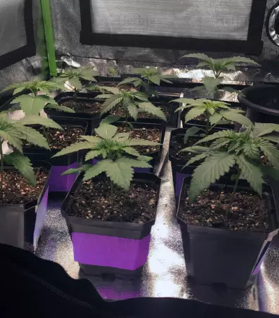 Wedding Gelato (RQS) Cannabis-Samen