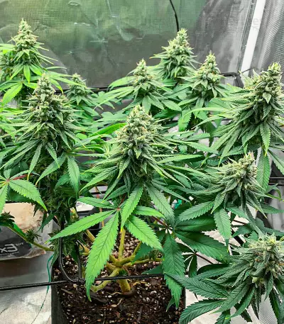 AFS Princess feminisierte Samen (AlphaFem Seeds)