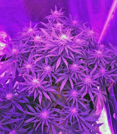 A.M.S. (GHS) Cannabis-Samen