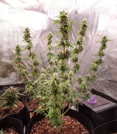 Auto Desfran strain