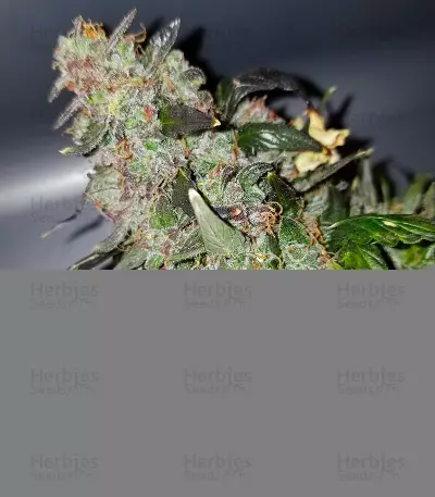 Big Bang Auto (GHS) Cannabis-Samen
