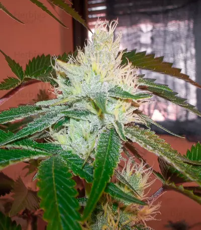 Caramelo Early Version (Delicious Seeds)