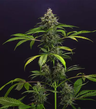 Chem-Bomb Auto (Humboldt Seeds Organization)