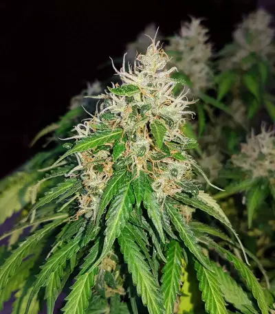 Auto Critical Orange Punch Feminized (Dutch Passion)