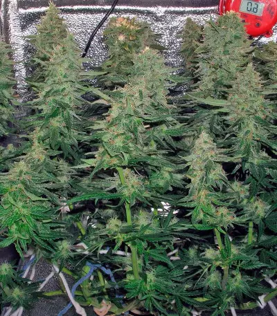 Delahaze (Paradise Seeds) Cannabis-Samen