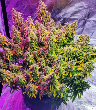 Gelato Glue Autoflower feminisierte Samen (EGS)