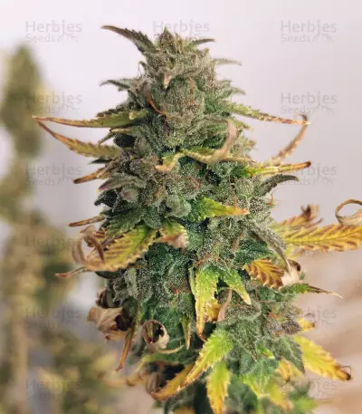 Girl Scout Cookies Autoflower (Seedstockers) Cannabis-Samen