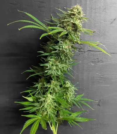 Gorilla SFV OG (Expert Seeds) Cannabis-Samen