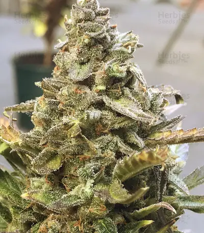 King’s Kush Auto CBD (GHS) Cannabis-Samen