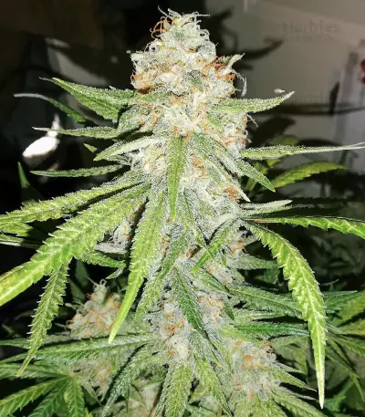 Maple Sherbet (Seedstockers) Cannabis-Samen