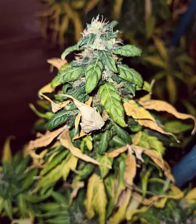 Marula Fruit regular (RQS) Cannabis-Samen