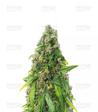 Marula Fruit regular (RQS) Cannabis-Samen