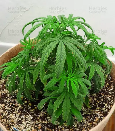 North Thunderfuck (RQS) Cannabis-Samen