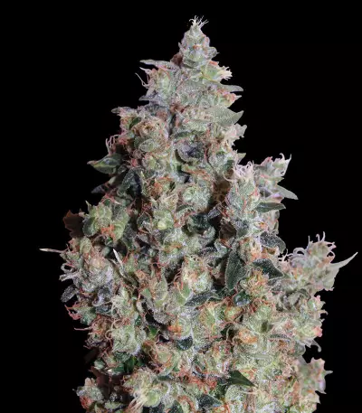 Pounder Auto (Auto Seeds) Cannabis-Samen