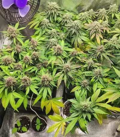 Red Hot Cookies feminisiertes Saatgut (Sweet Seeds)