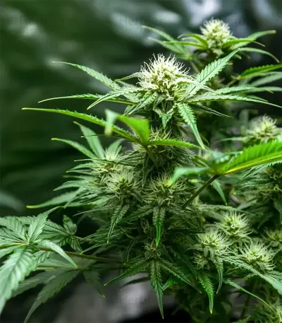 Blueberry Auto (Zambeza Seeds) Cannabis-Samen