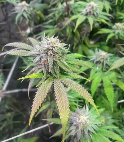 Blueberry Hill feminisierte Samen (Herbies Seeds)