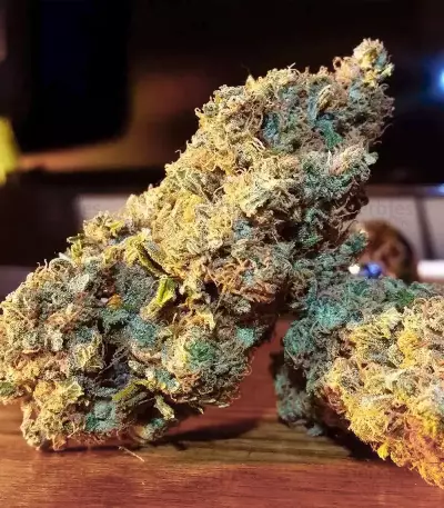 Chocolate Skunk (00 Seeds) Cannabis-Samen