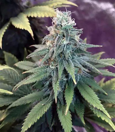 GG#4 Original Glue feminisierte Samen (Original Sensible Seeds)