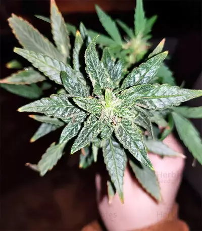 Gorilla Auto (GG#4 Original Glue Auto) (Expert Seeds) Cannabis-Samen