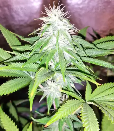 Z Gorilla (Original Sensible Seeds) Cannabis-Samen