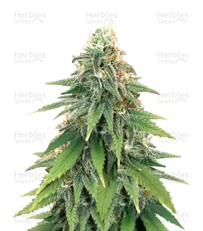 Heavy Kickers Mix feminisierte Samen (Herbies Seeds)