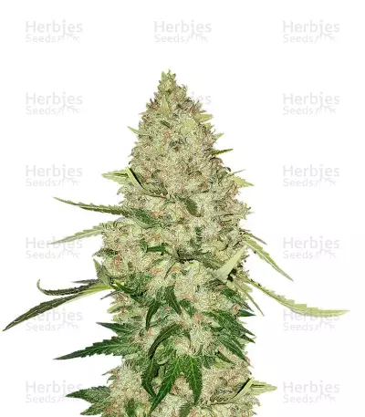 Lemon Citron Samen feminisiert (Humboldt Seeds Organization)