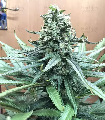 Mozzarella (G13 Labs) Cannabis-Samen