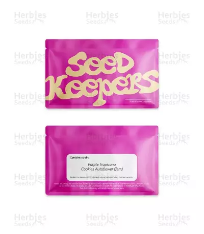 Purple Tropicana Cookies Autoflower feminisierte Samen (Seedkeepers)