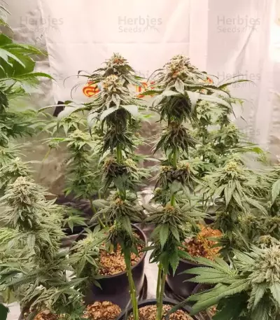 Sangria Poison Autoflower feminisierte Samen (Seedkeepers)