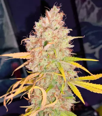 Strawberry Cake (Heavyweight Seeds)