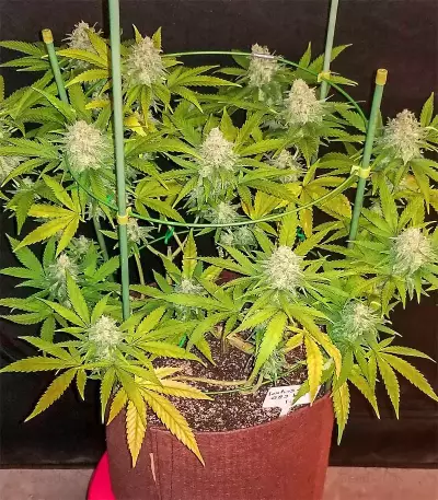 Super Critical Bud CBD (Garden Of Green) Cannabis-Samen