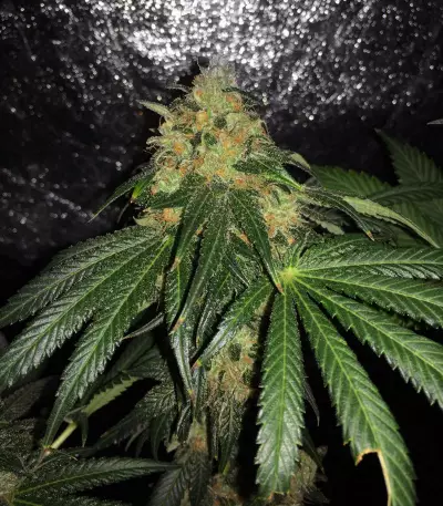 Sugar Breath (Humboldt Seeds Organization) Cannabis-Samen