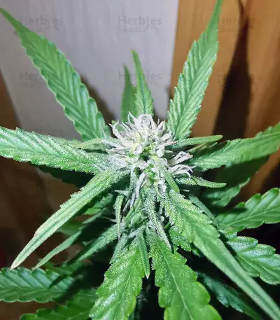 Purple Skunk Mass (Critical Mass Collective Seeds) Cannabis-Samen